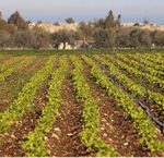 MASSERIA DIDATTICA AGRILAROSA
