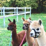 A&A ALPACA