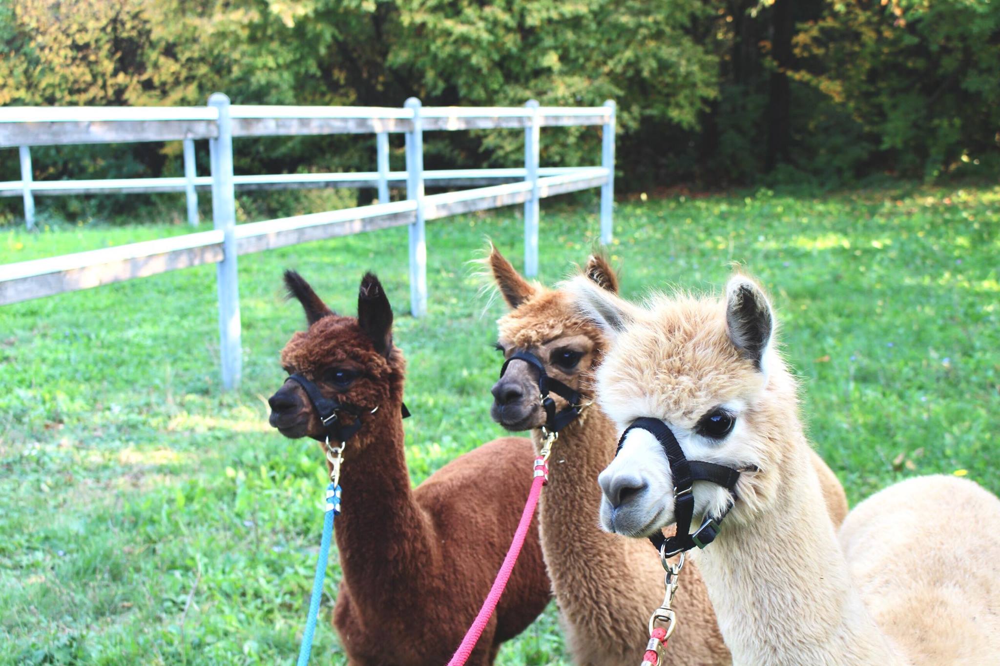 A&A ALPACA