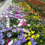 LA VALLE DEI FIORI