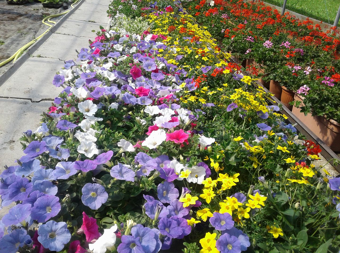LA VALLE DEI FIORI