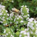 L’APE NOSTRA AMICA