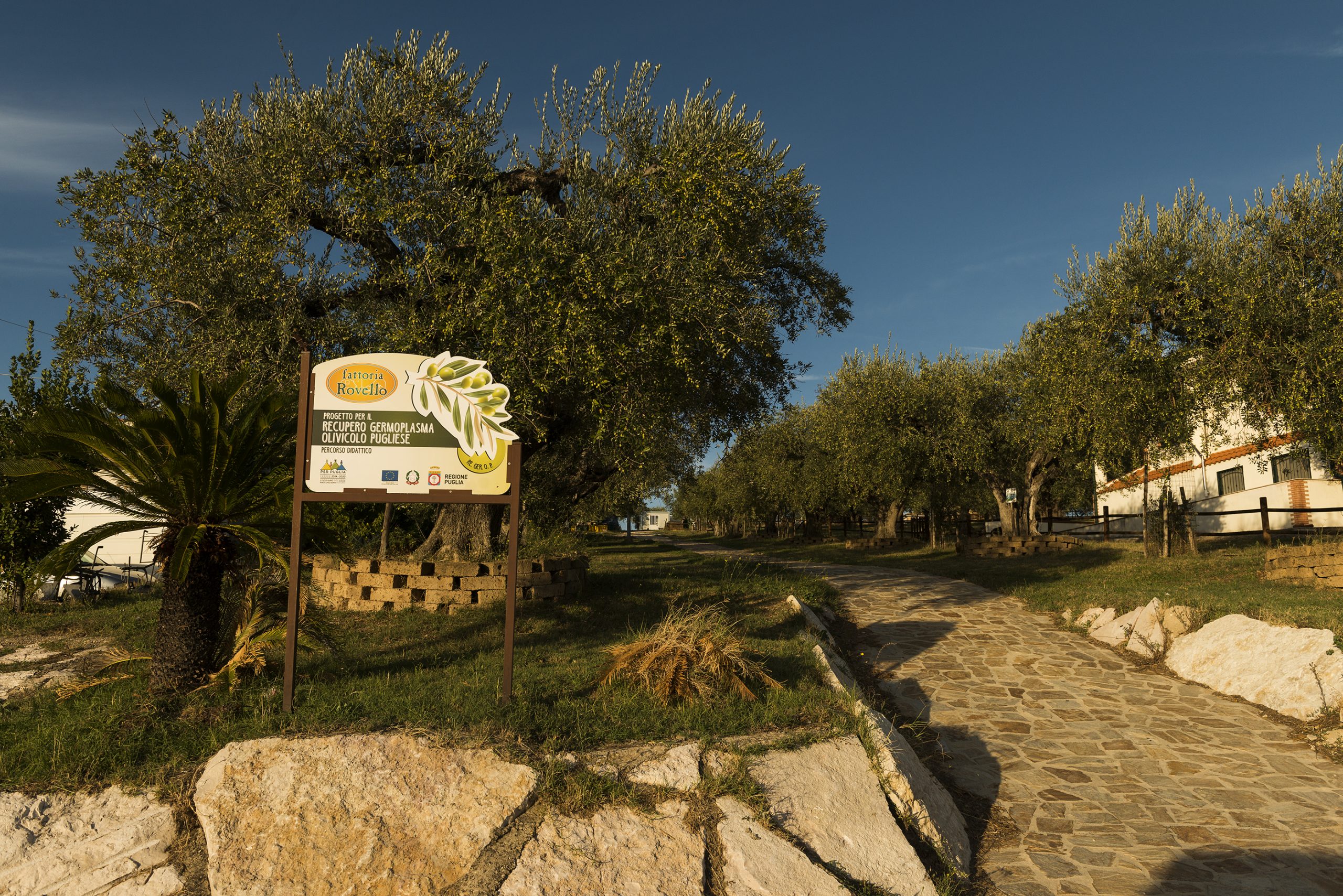 FATTORIA ROVELLO