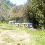 AZIENDA AGRICOLA SCENDONI UBALDO