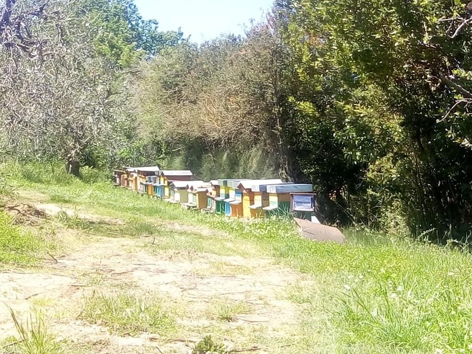 AZIENDA AGRICOLA SCENDONI UBALDO