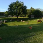 FATTORIA IL POZZO