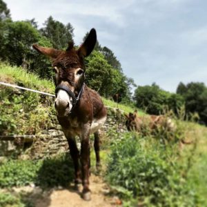 Arturo l'asinello il leprotto bisestile