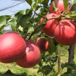 TERRE DI FRUTTA AZ. AGR. BUNINO SS