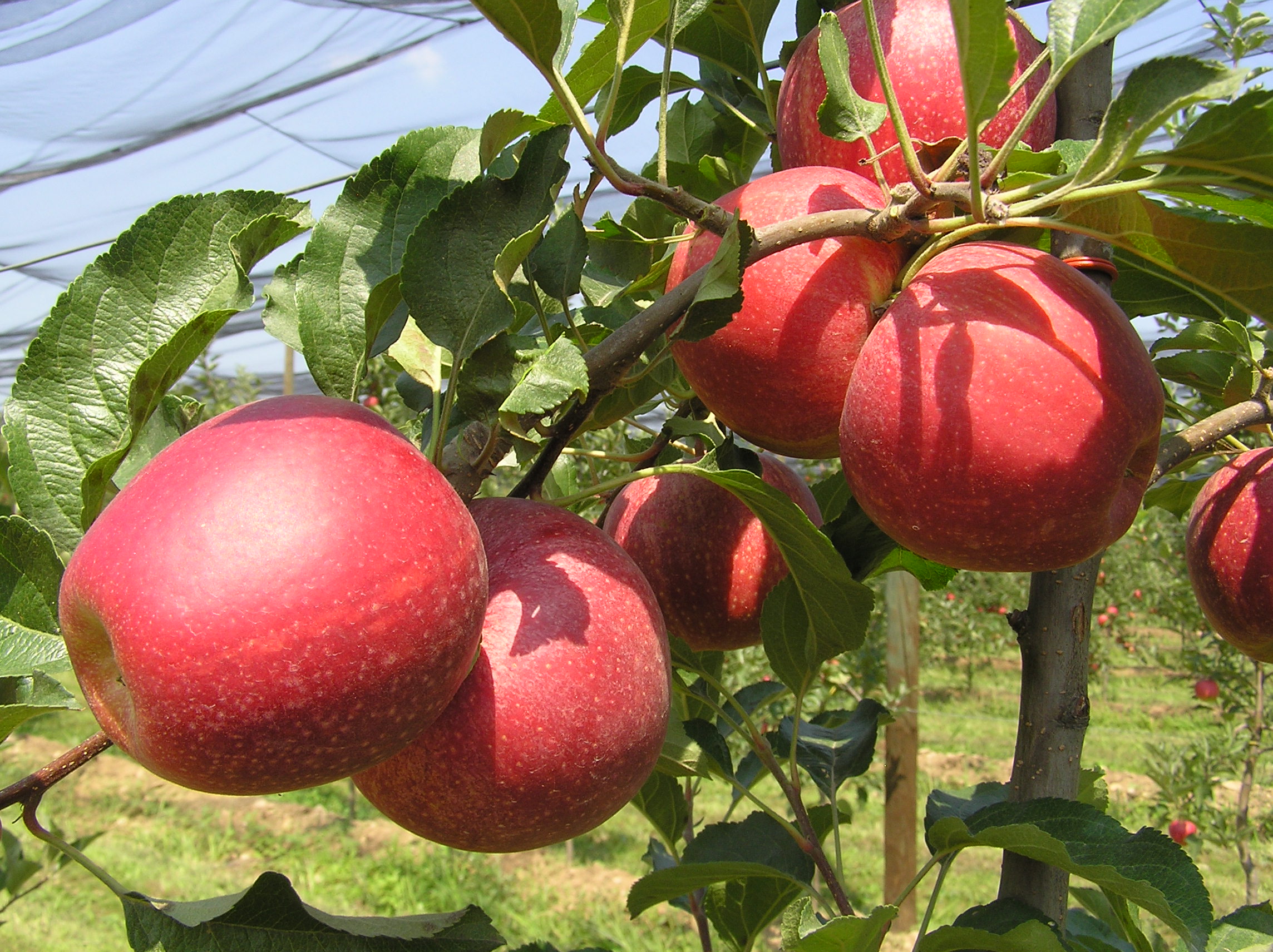 TERRE DI FRUTTA AZ. AGR. BUNINO SS
