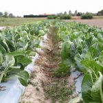 Caresà Cooperativa Sociale Agricola